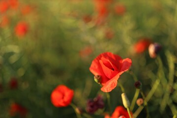 Fototapeta premium Beautiful red poppy flowers blooming in field on sunny day, closeup. Space for text