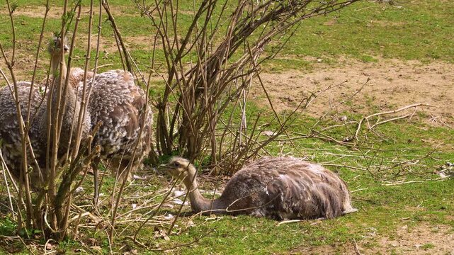 Close up of flightless Rhea or Nandu birds mating on a meadow between bushes on a sunny day in summer