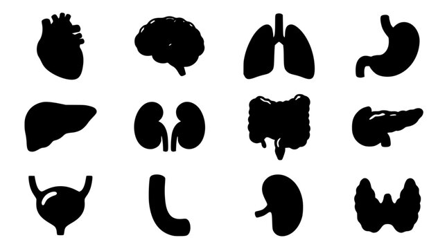 Human internal organs silhouette icon set with heart brain lungs stomach liver kidneys intestines bladder spleen pancreas and thyroid vectors
