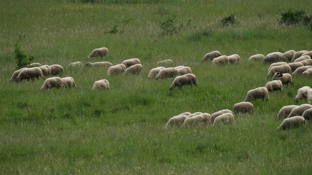 Flock of sheep grazing in a meadow near a forest with ample copy space. Peaceful rural landscape featuring livestock feeding on green grass in a natural countryside setting
