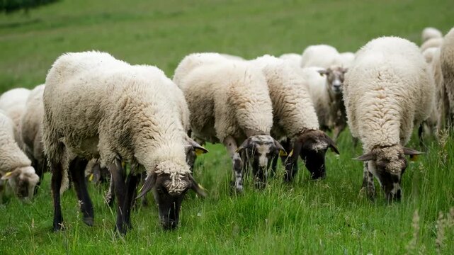 Flock of sheep grazing in a meadow near a forest with ample copy space. Peaceful rural landscape featuring livestock feeding on green grass in a natural countryside setting