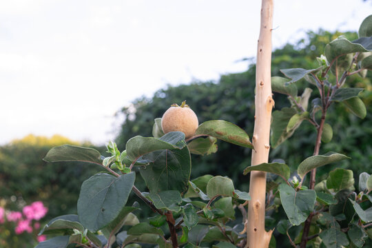 Young green quince fruit ripening on a tree branch in the garden