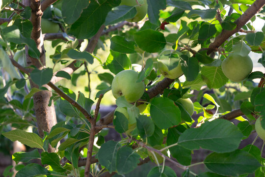 Green apples ripening on a tree branch in a sunny orchard
