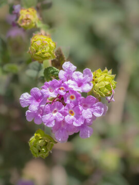 Trailing Shrub Verbena Wildflowers in Arizona