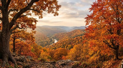 Fototapeta premium Panoramic view of a forest valley in peak fall foliage