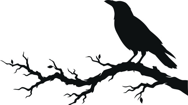 Silhouette of a crow on a tree branch