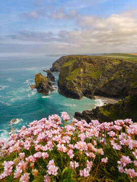View of pink wildflowers in the foreground overlooking the dramatic cliffs and turquoise sea at Hell's Mouth Camborne, Cornwall, United Kingdom.