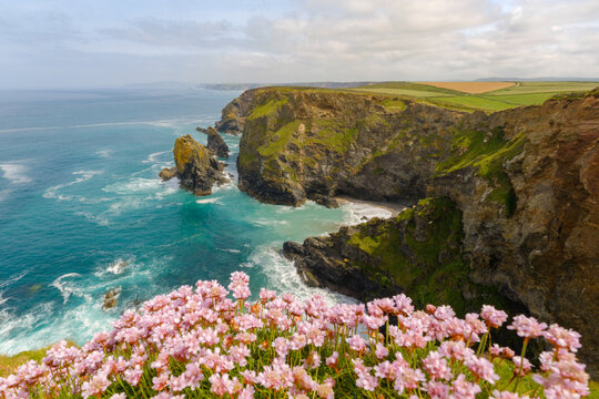 View of the rugged cliffs of Hell's Mouth with pink thrift flowers in the foreground and turquoise waves crashing against the rocks under a soft sky Camborne, Cornwall, United Kingdom.