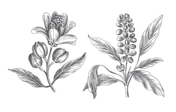 Hand drawn pokeweed plant sketch featuring blossoms and fruit clusters in classic etching style