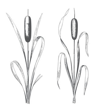 Hand drawn bulrush marsh grass collection in classic botanical etching style