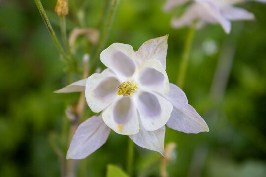 Close up of pale pink and white columbine flower blooming in garden