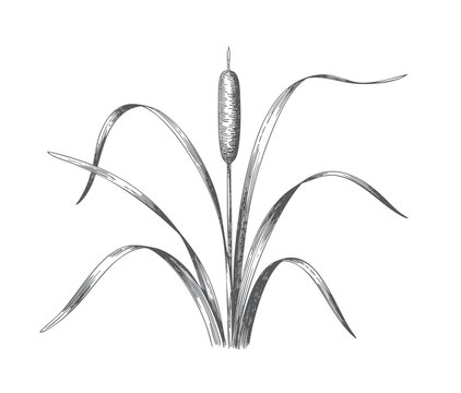 Hand drawn bulrush marsh grass collection in classic botanical etching style