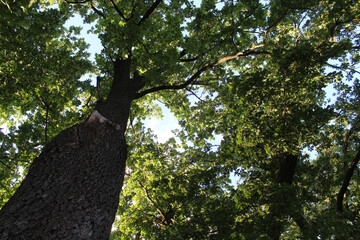 Fototapeta premium oak tree, green leaves on oak tree branches and blue sky