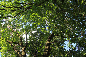 Fototapeta premium oak tree, green leaves on oak tree branches and blue sky
