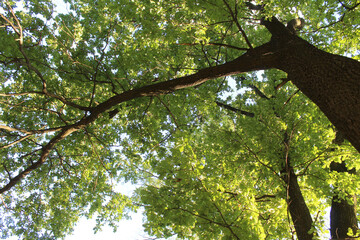 Fototapeta premium oak tree, green leaves on oak tree branches and blue sky