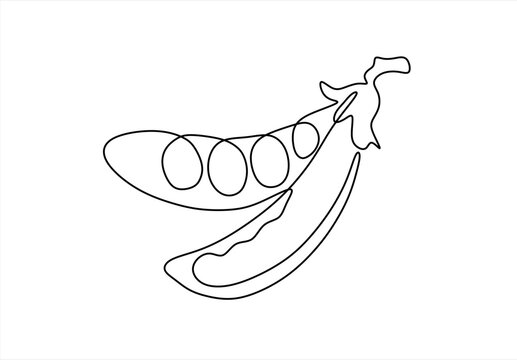 Pea pod opened revealing peas on continuous line composition, none editable strokes