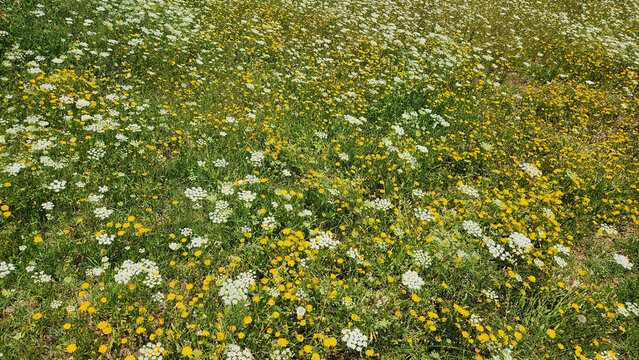 A natural meadow dominated by wild carrot (Daucus carota) and yellow-flowered hawk&rsquo;s-beard (Crepis spp.), creating a diverse wildflower habitat rich in pollinator resources.