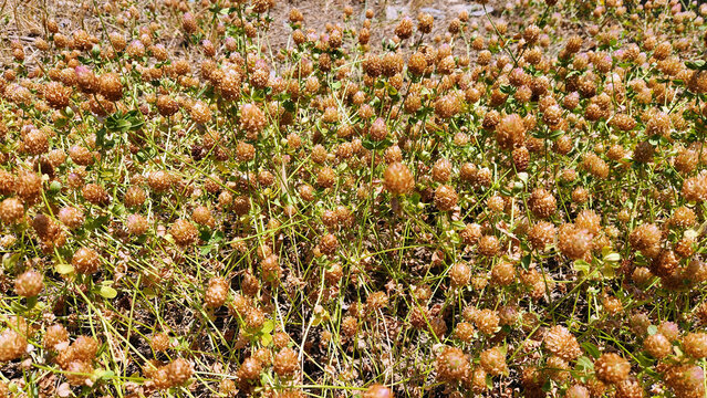 Strawberry Clover (Trifolium fragiferum) is a low-growing perennial with trifoliate leaves, pink flowers, and distinctive strawberry-like fuzzy seed heads formed by inflated calyxes.