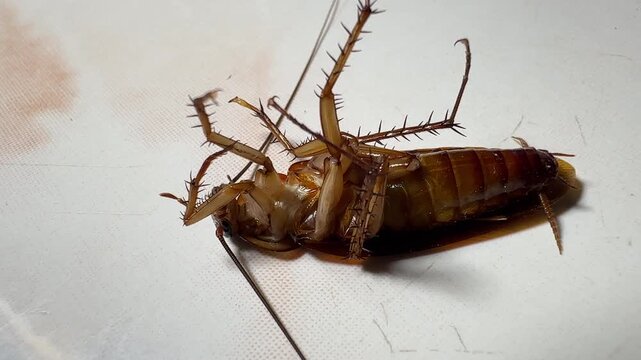 dying cockroach lying face up on a dirty surface, revealing details of its legs, antennae, and body surface. This image raises questions about pest control, inf	