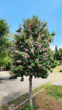Lagunaria patersonia, known as Norfolk Island Hibiscus, is an Australian ornamental tree with pink-purple hibiscus-like flowers, coastal tolerance, and irritating hairy seed pods.