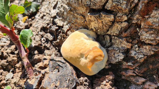 Early-stage fungal growth ( primordium) near the base of a carob tree, resembling a Ganoderma lucidum. Its hard, resin-like texture may indicate a young Reishi-type bracket fungus.