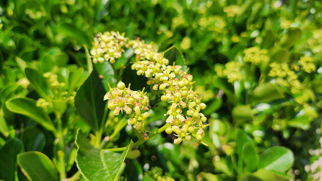 Euonymus japonicus, commonly known as Japanese Spindle, is an evergreen ornamental shrub prized for its glossy foliage, dense growth, and versatility in hedges and landscape designs.