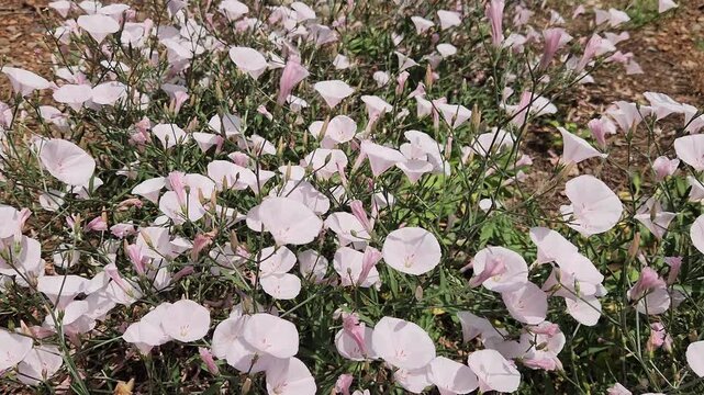 Splendid Bindweed (Convolvulus dorycnium), a silvery Mediterranean subshrub with woody stems and bright pink funnel-shaped flowers that bloom from May to July.