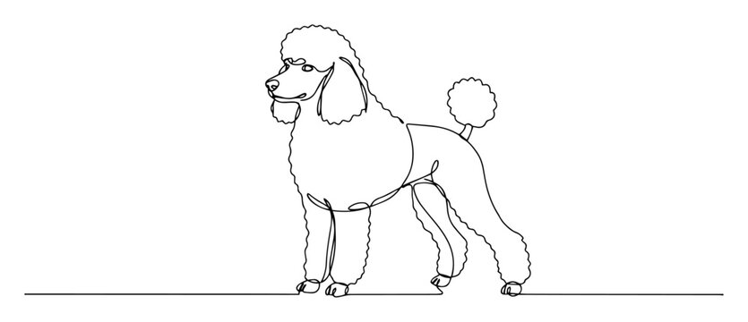 standing poodle dog black-and-white vector line drawing