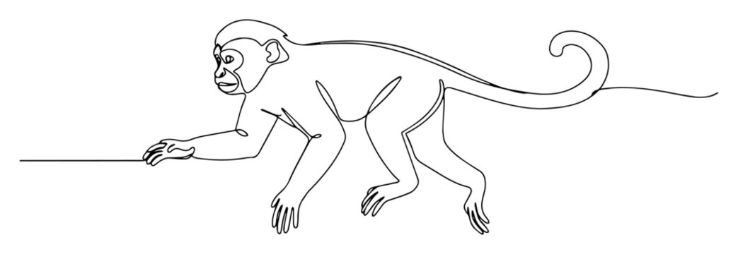 spider monkey walking with tail raised monoline vector