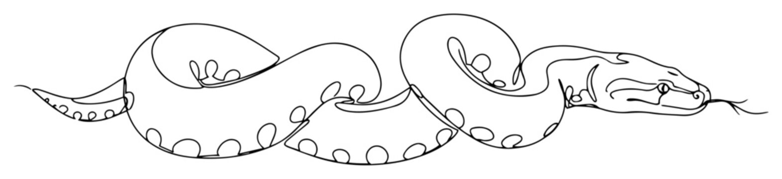 boa constrictor snake coiled with open mouth engraving oneline vector