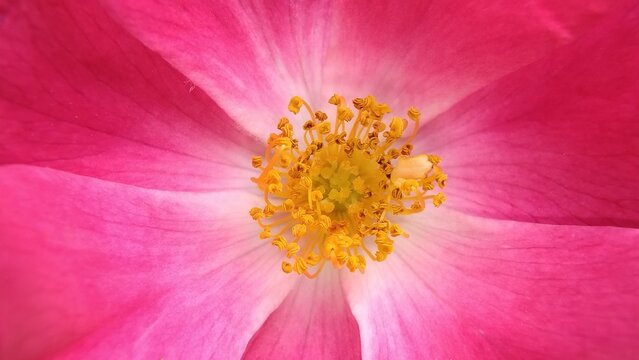 close up of pink flower