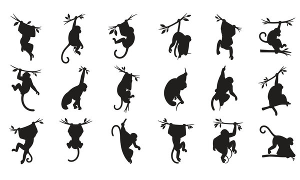 Set of monkey silhouettes hanging on tree branches
