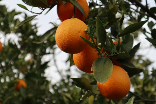 A close-up shot of orange trees in a garden in spring. Orange trees in bloom and with ripe fruit in a citrus orchard.