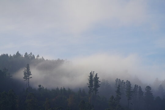 Forest on the hill with cloudy and humid weather in the city of Temuco.