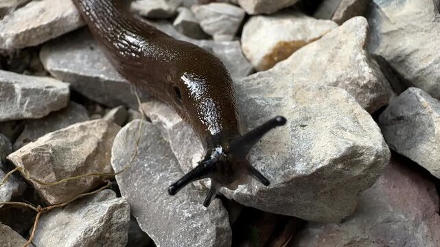 Detailed macro view of Limax maximus crawling over pale stones with extended tentacles and visible body texture. Terrestrial gastropod behavior, wildlife observation, biodiversity, natural ecosystem.