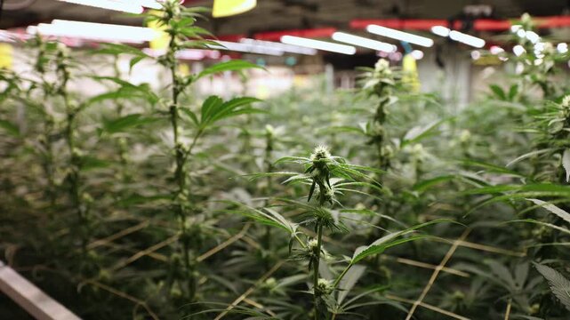 Hemp farm, cannabis on support grid for botanical cultivation greenhouse.