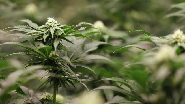 Slow motion cannabis plants swaying in indoor grow room with soft focus tracking shot, Hemp farm greenhouse.