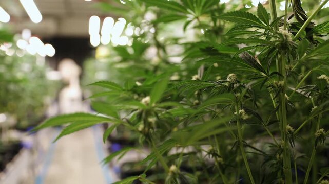 Tracking shot of cannabis plants growing inside indoor cultivation facility with shallow focus push forward through leafy rows, Hemp farm greenhouse.