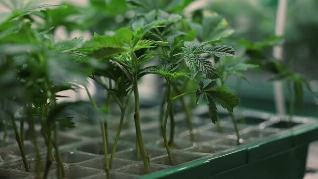 Slow motion young plant cuttings growing in propagation tray inside , Hemp farm greenhouse.