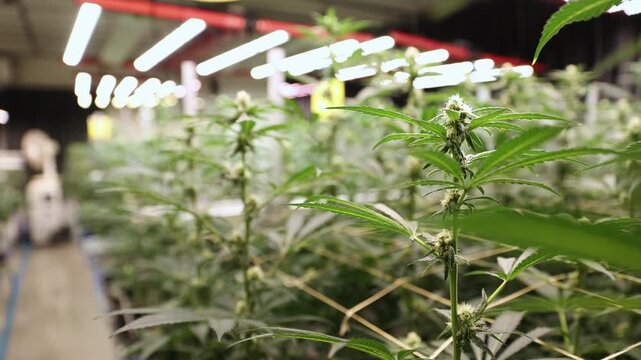 Tracking shot of cannabis plants swaying and flowering in indoor grow facility under overhead lights.