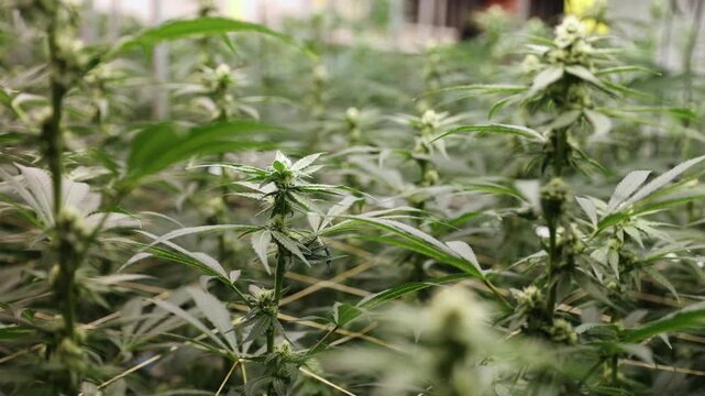Hemp farm, cannabis on support grid for botanical cultivation greenhouse.