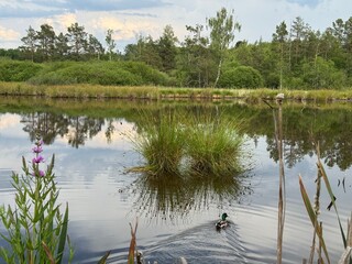 Calm wetland lake, forest boardwalk, wildflowers and natural vegetation in a peaceful summer landscape. Tranquil outdoor scenery with reflections on the water and untouched nature. © Serhii
