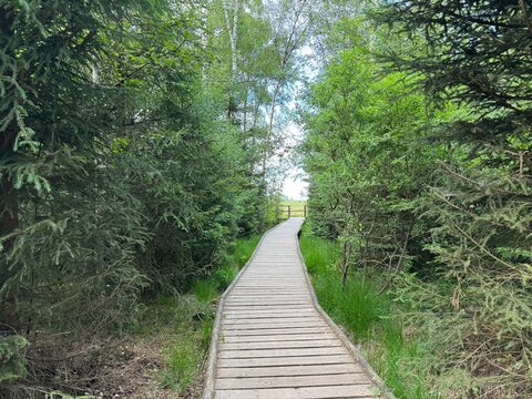 Calm wetland lake, forest boardwalk, wildflowers and natural vegetation in a peaceful summer landscape. Tranquil outdoor scenery with reflections on the water and untouched nature.