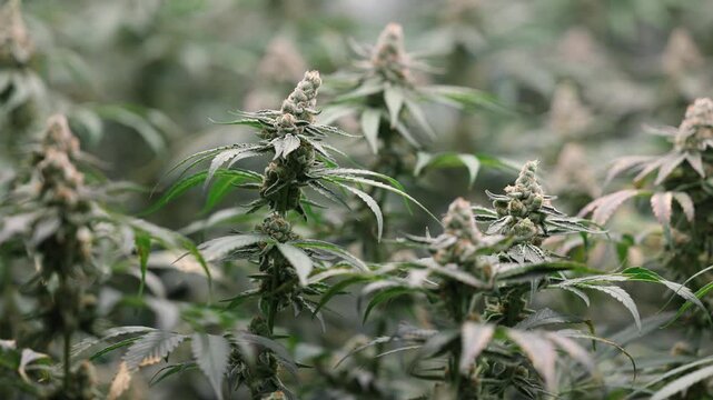 Slow motion close up of cannabis plants flowering in indoor greenhouse grow room during harvest.