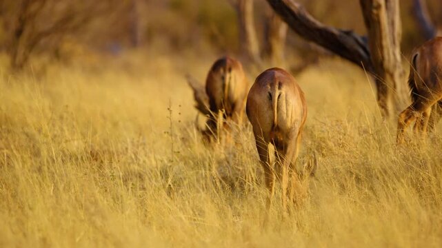 A herd of common tsessebe (Damaliscus lunatus lunatus) grazing in Savanna of Moremi Game Reserve of South africa.