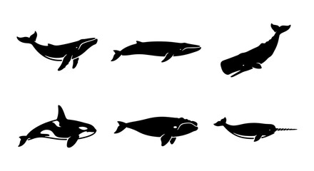 Diverse Whale Silhouettes Collection, Marine Mammal Icons Set, Ocean Wildlife Vector Graphics for Nature and Science Projects © Farhana