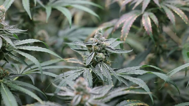 Slow motion cannabis plant flowering and swaying in indoor grow green house garden canopy.