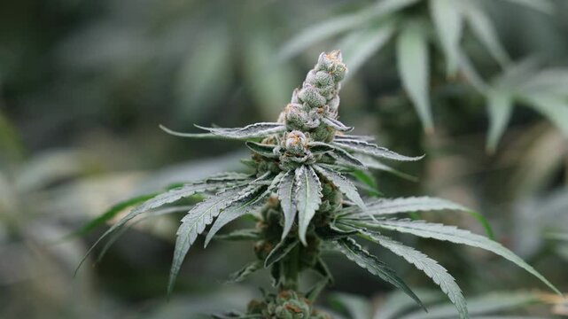Slow motion close up of cannabis plant bud swaying in indoor greenhouse grow room.