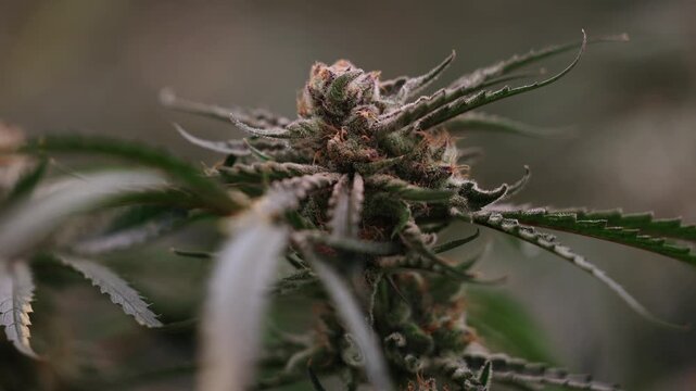 Slow motion close up of cannabis plant bud with frosty trichomes in indoor greenhouse grow.