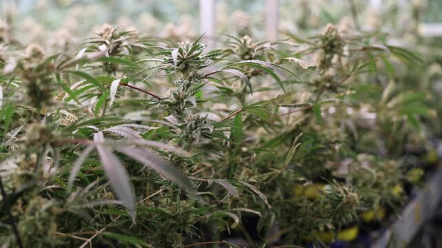Tracking shot of cannabis plants flowering and maturing in indoor greenhouse grow room with slow pan and handheld close movement.